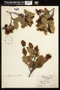 Alnus viridis image