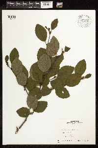 Alnus viridis image