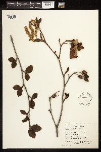 Alnus viridis image