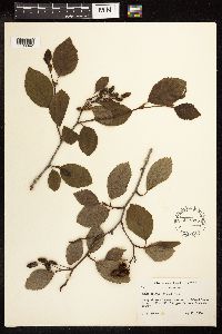 Alnus viridis image