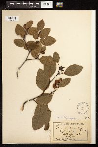 Alnus viridis image