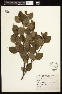 Alnus viridis image