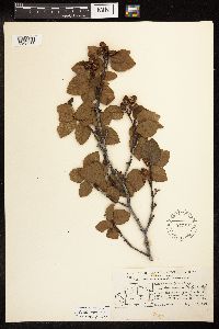 Alnus viridis image