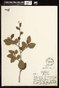 Alnus viridis image
