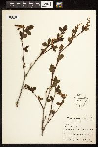 Alnus viridis image