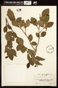 Alnus viridis image