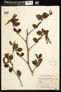 Alnus viridis image