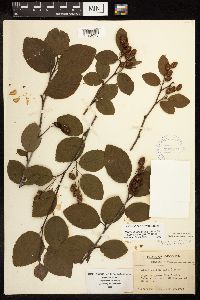 Alnus viridis image