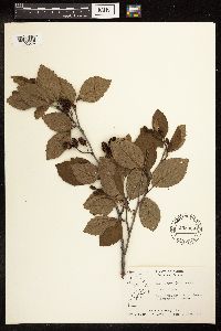 Alnus viridis image