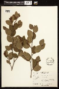 Alnus viridis image
