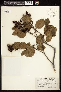 Alnus viridis subsp. crispa image