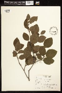 Alnus viridis subsp. crispa image
