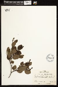 Alnus viridis subsp. crispa image