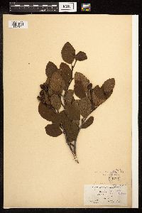 Alnus viridis subsp. crispa image