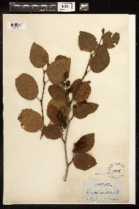 Alnus viridis subsp. crispa image