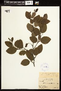 Alnus viridis subsp. crispa image