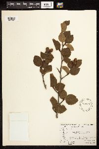 Alnus viridis subsp. crispa image