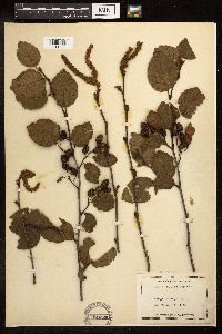 Alnus viridis subsp. crispa image