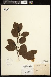 Alnus viridis subsp. crispa image