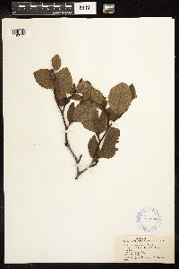 Alnus viridis subsp. crispa image