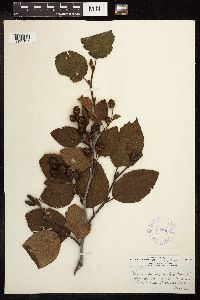 Alnus viridis subsp. crispa image