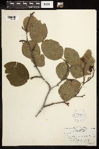 Alnus viridis subsp. crispa image