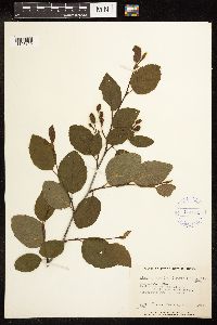 Alnus viridis subsp. crispa image