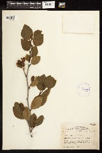 Alnus viridis subsp. crispa image