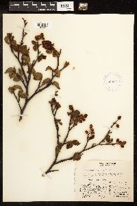 Alnus viridis subsp. crispa image