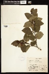 Alnus viridis subsp. crispa image
