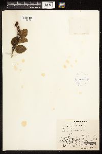 Alnus viridis subsp. crispa image