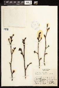 Alnus viridis subsp. crispa image