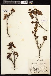 Alnus viridis subsp. crispa image