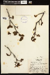 Alnus viridis subsp. crispa image
