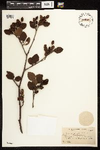 Alnus viridis subsp. crispa image