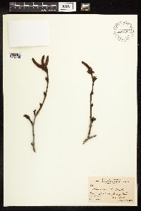 Alnus viridis subsp. crispa image