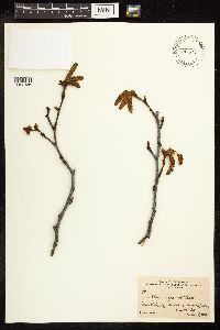 Alnus viridis subsp. crispa image