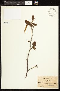 Alnus viridis subsp. crispa image