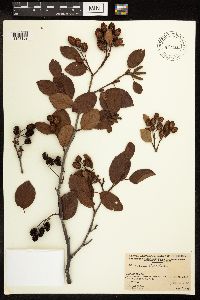 Alnus viridis subsp. crispa image
