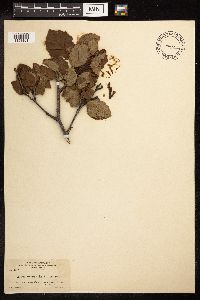 Alnus viridis subsp. crispa image