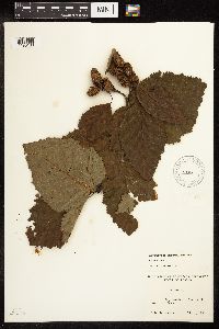 Alnus viridis subsp. sinuata image