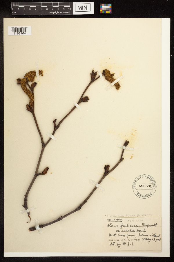 Alnus alnobetula subsp. fruticosa image