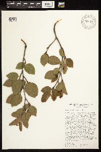 Alnus viridis subsp. sinuata image