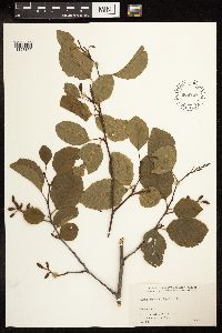 Alnus viridis subsp. sinuata image