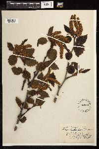 Alnus viridis subsp. sinuata image