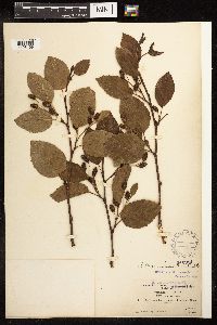 Alnus viridis subsp. sinuata image