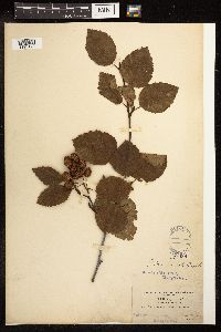 Alnus viridis subsp. sinuata image