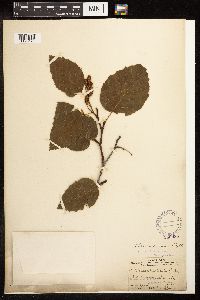 Alnus viridis subsp. sinuata image