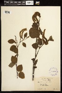 Alnus viridis subsp. sinuata image