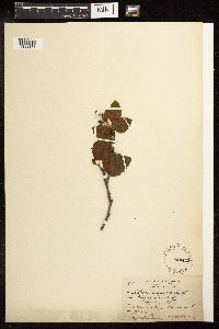 Alnus viridis subsp. sinuata image